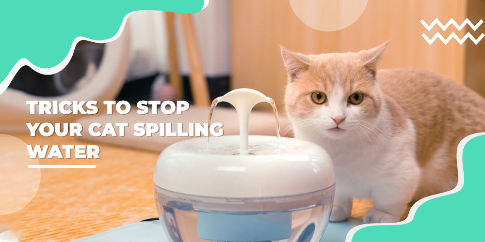 Tricks to stop your cat from spilling water